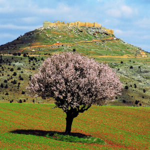 que-ver-en-soria-en-un-dia-san-esteban-de-gormaz-gormaz-y-quintanas-de-gormaz-ribera-del-diuero-soria-ni-te-la-imaginas.jpg