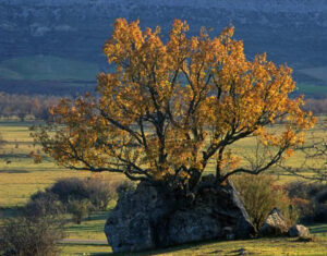 Monte Valonsadero en Soria