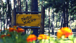  que-ver-en-soria-en-1-dia-bosque-magico-soria-ni-te-la-imaginas.jpg