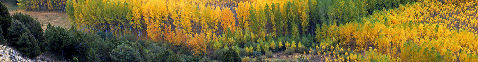 Cañçon del Río Lobos, paisaje