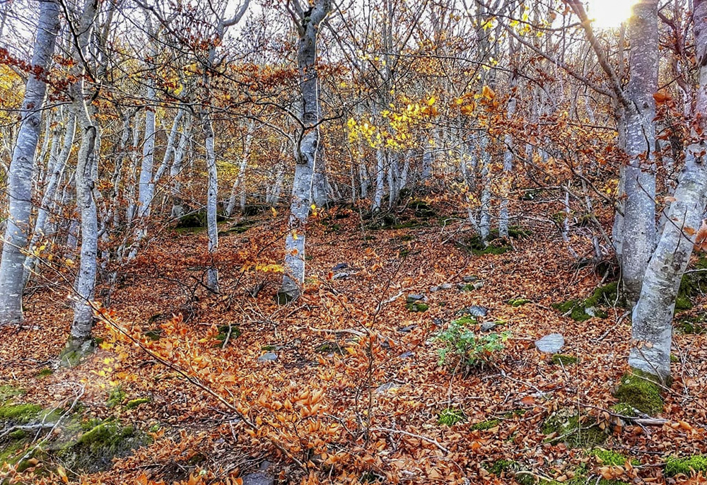 Hayedo del Moncayo en la Provincia de Soria