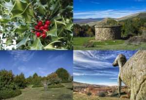 Ruta por los acebales de Soria