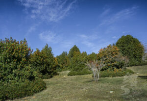 Bosque de acebos de Garagüeta