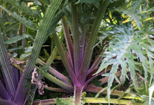 El cardo rojo de Ágreda