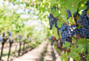 Ribera del Duero, patrimonio e historia