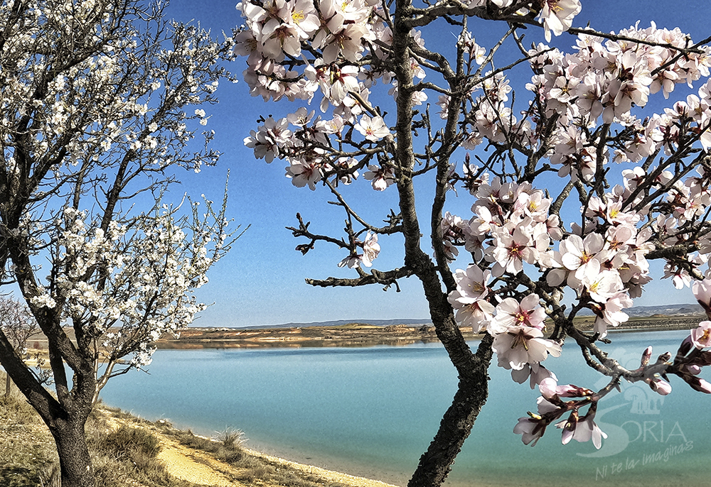 Almendros en Monteagudo