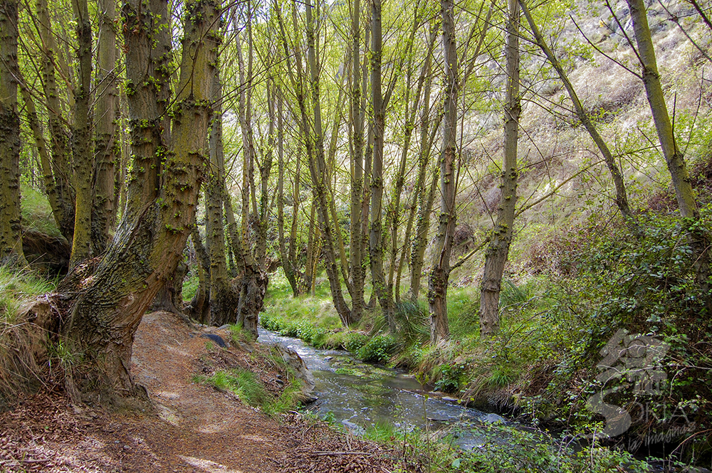 Cañón del Val, una ruta de senderismo desde Ágreda en Soria