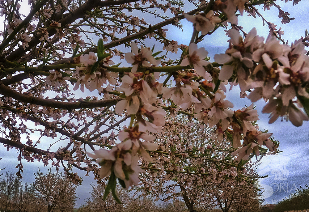 Almendros