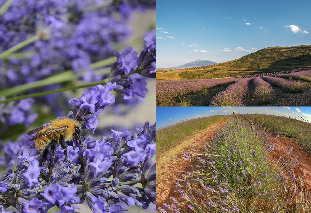 Campos Lavanda