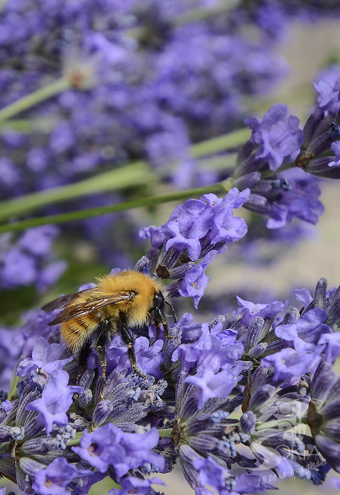 Lavanda