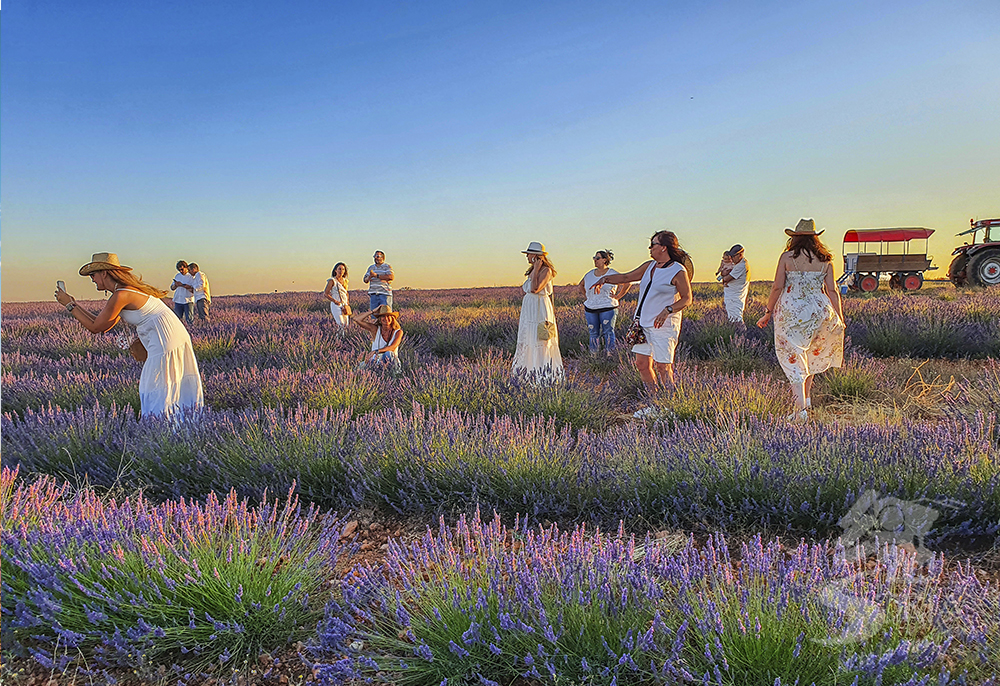 Lavanda