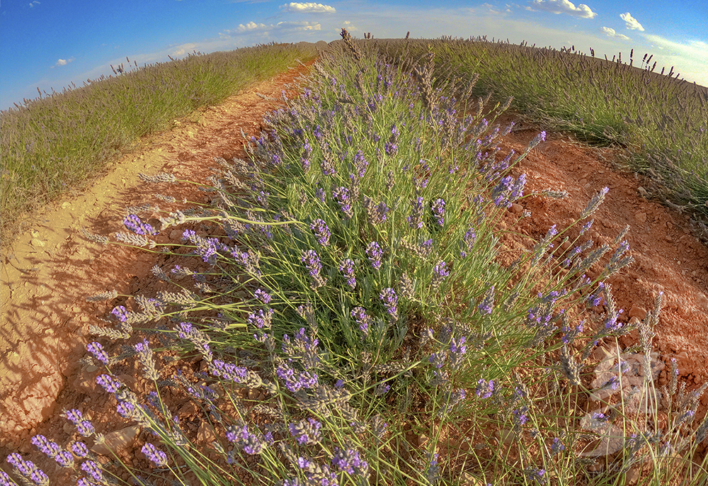 Lavanda