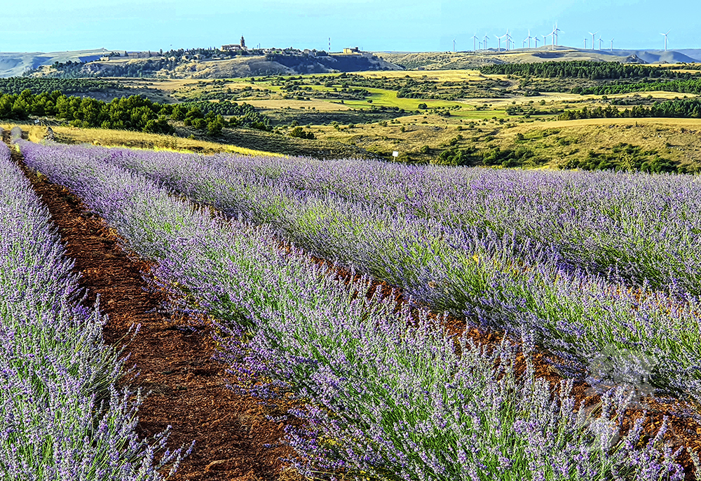 Lavanda