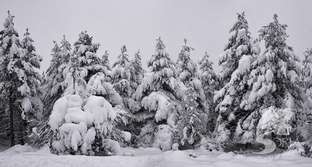 Dónde ir si nieva en Soria