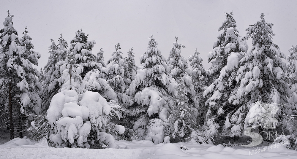 Dónde ir si nieva en Soria