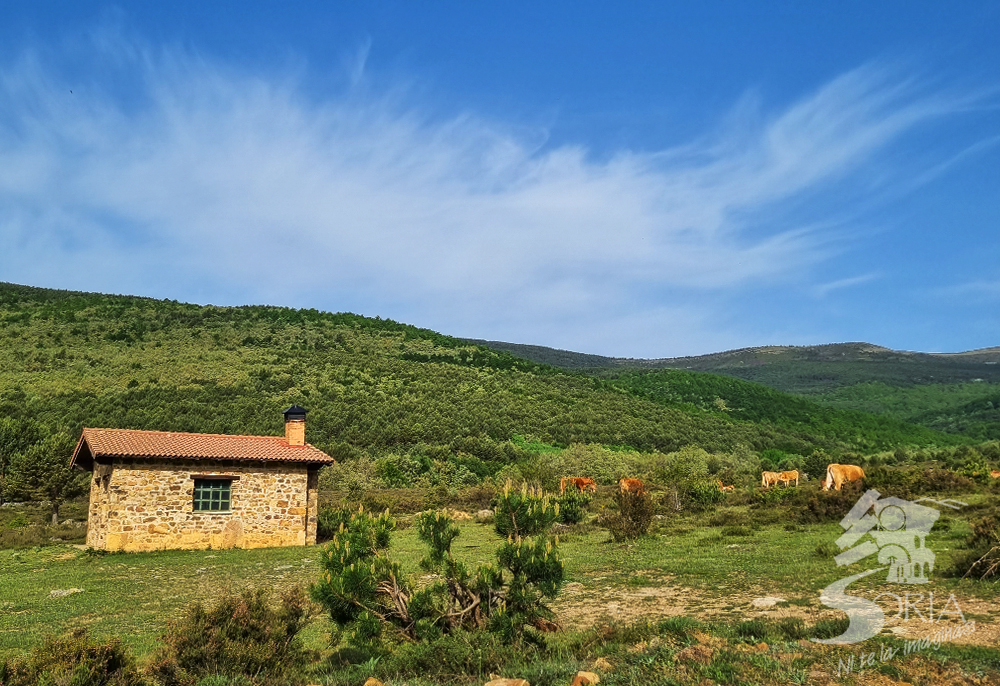 Camino de la Laguna de Cebollera