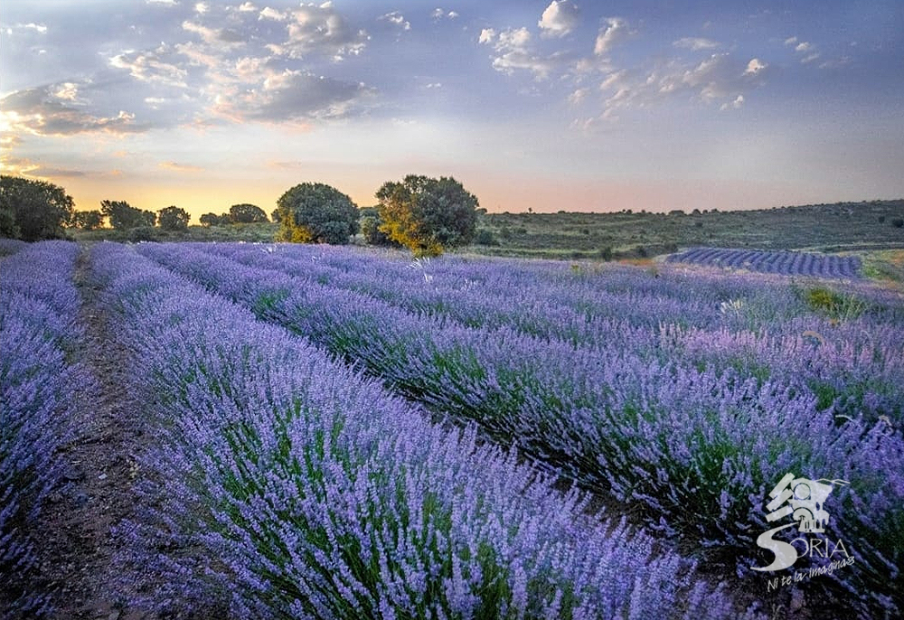 Campos de Lavanda en San Felices