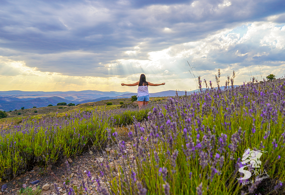 Campos de Lavanda en San Felices