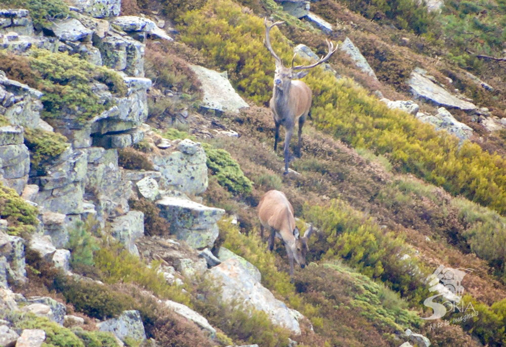 La Berrea del ciervo en la Provincia de Soria