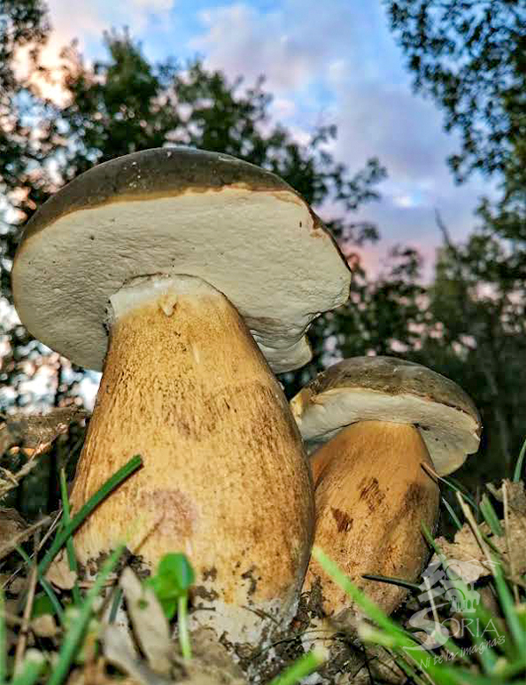 Boletus Soria ni te la Imaginas