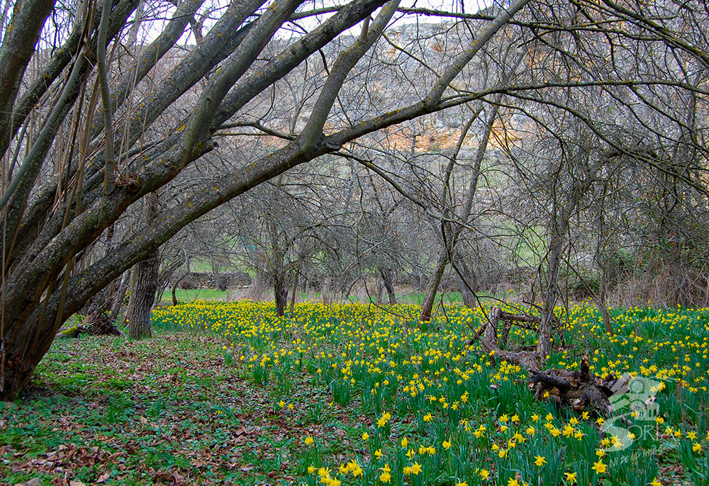 Narcisos en el Cañón del Río Talegones