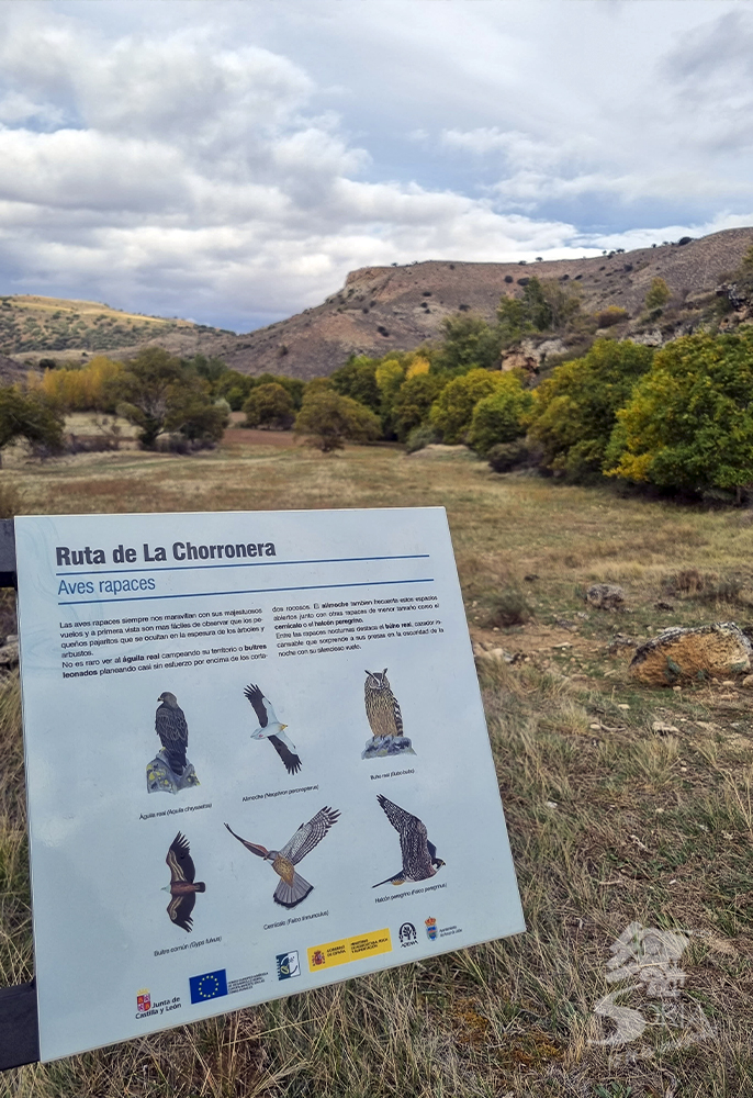 Aves de La Chorronera