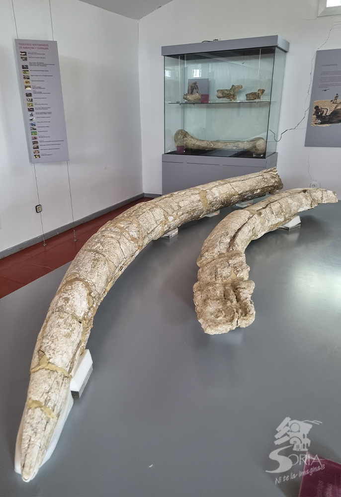 Colmillos de Elefante en el Museo de Ambrona