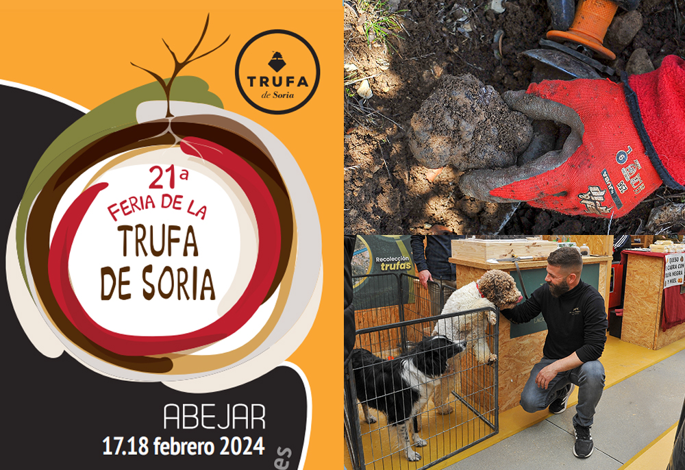 Feria de la Trufa de Soria Abejar 2024 Soria ni te la Imaginas